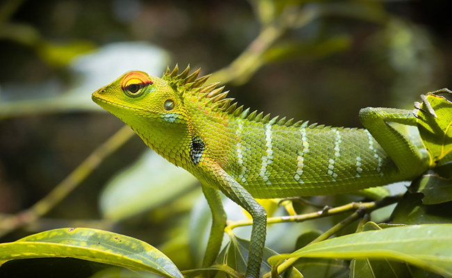Divers animaux exotiques avec un panneau de réglementation