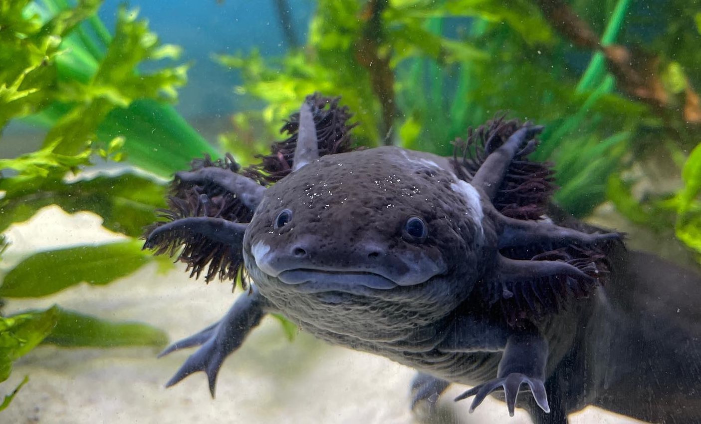Axolotl dans un aquarium aménagé
