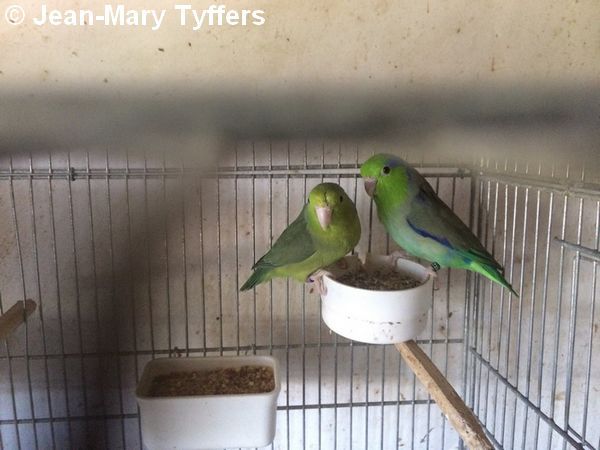 Cage idéale pour toui céleste en appartement