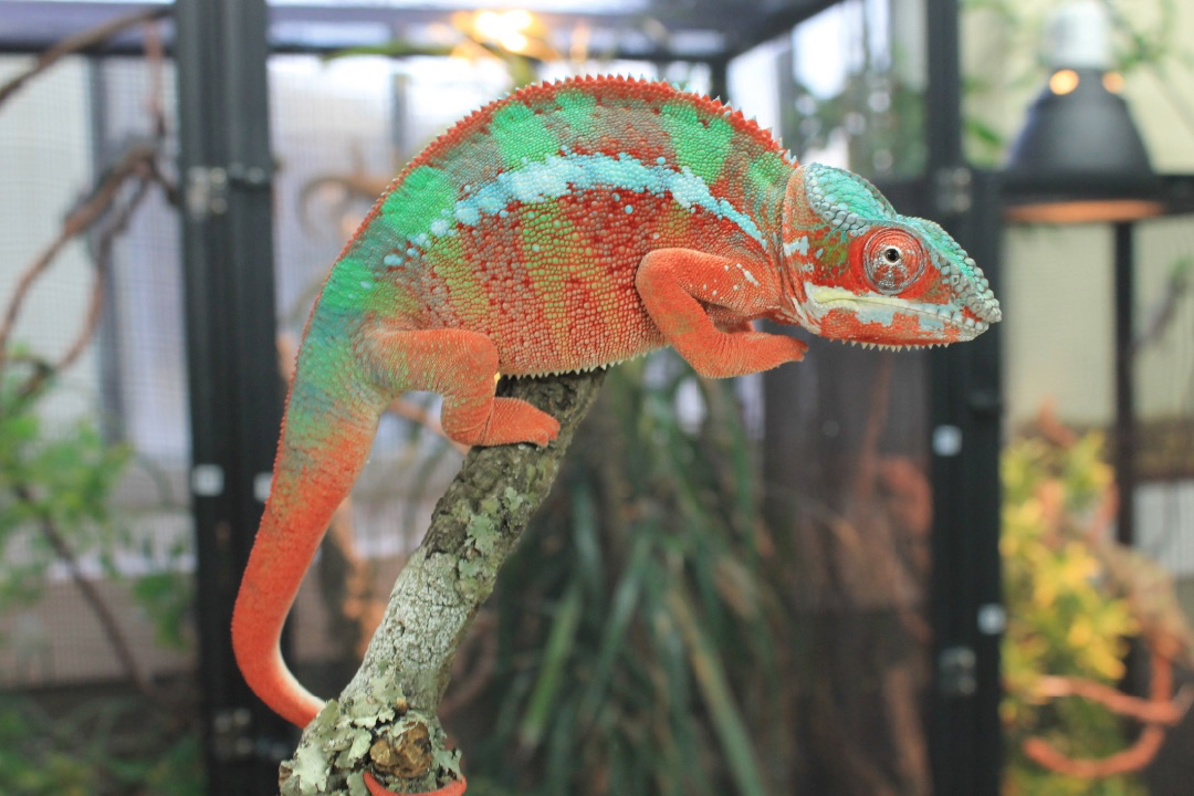 Caméléon panthère se nourrissant d'un insecte