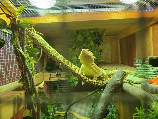 Dragon barbu adulte dans son terrarium