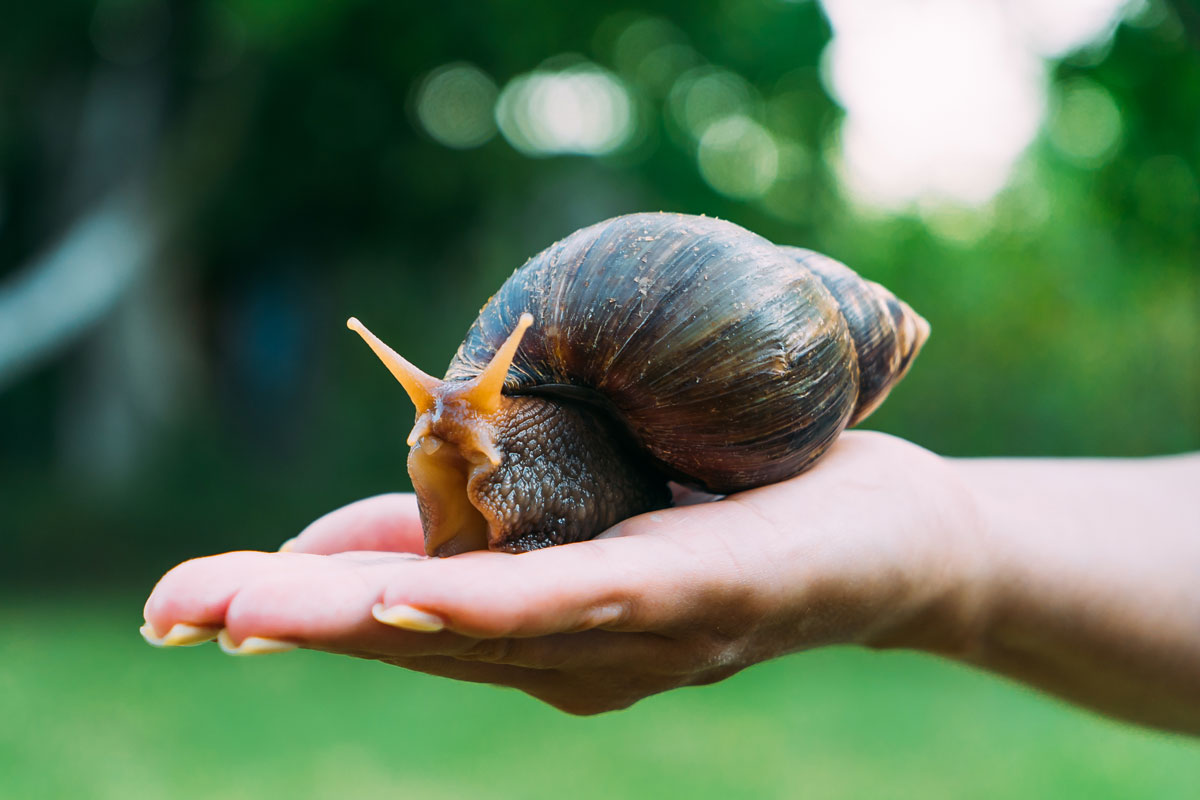 Escargot géant d'Afrique tenu dans une main