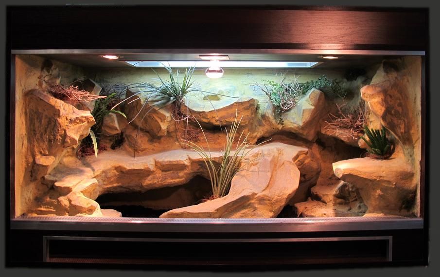 Gecko léopard dans un terrarium aménagé
