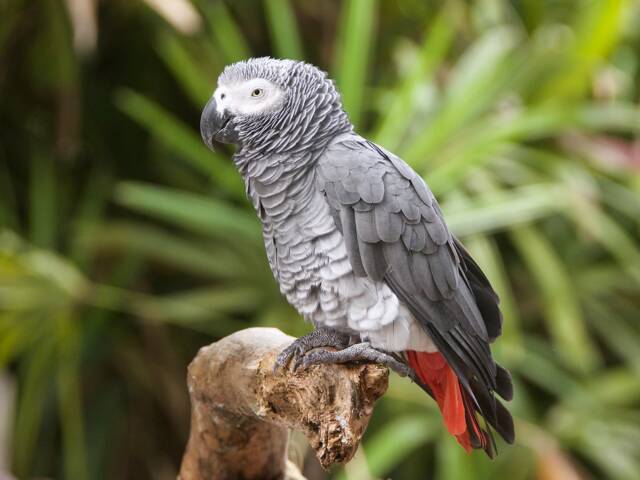 Perroquet gris du Gabon, l'un des meilleurs parleurs