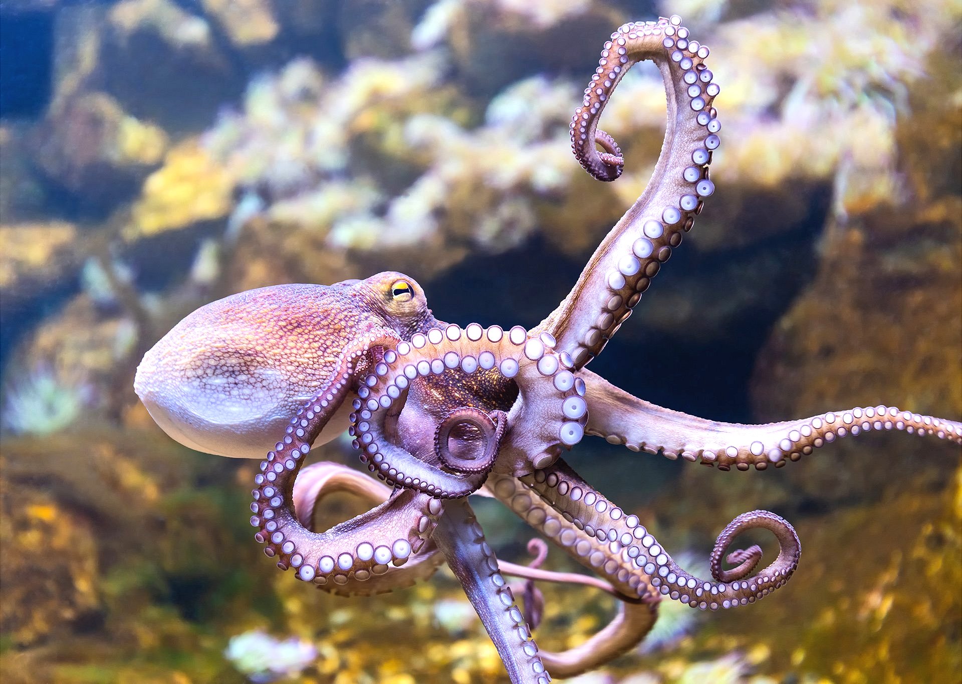 Poulpe dans un aquarium marin