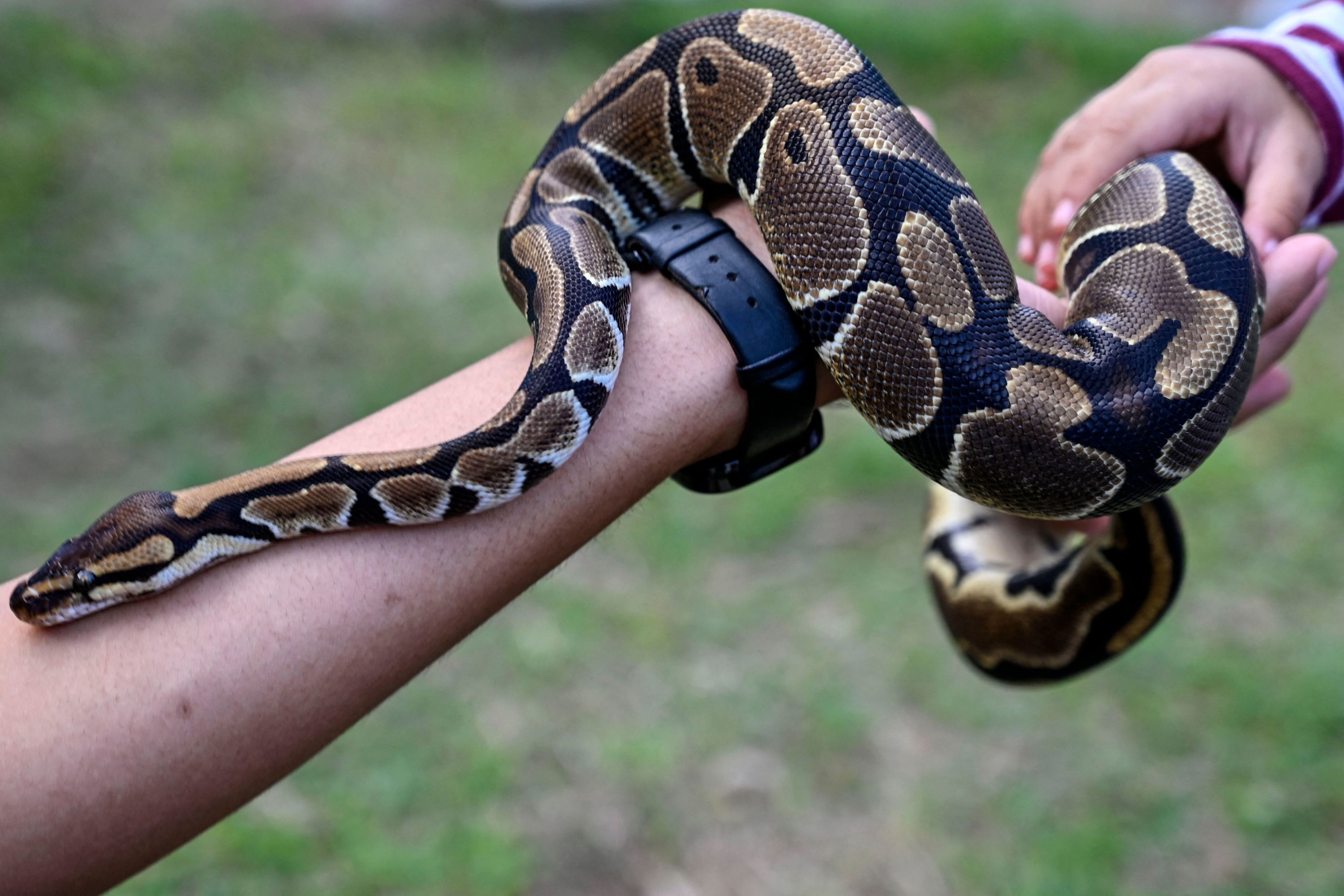 Serpent des blés, espèce domestique non venimeuse